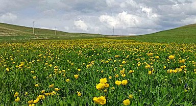 Ahlat'ta ovalar düğün çiçekleri ve mor sümbüllerle şenlendi