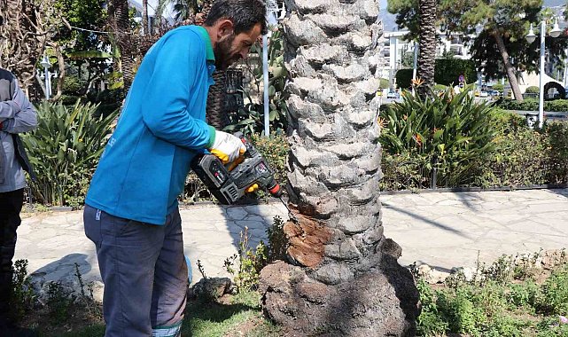 Alanya'da hurma ağaçlarına endoterapiyle uzun süreli koruma yapıldı