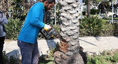 Alanya'da hurma ağaçlarına endoterapiyle uzun süreli koruma yapıldı