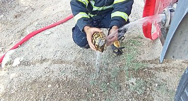 Alevlerin arasında kalan kaplumbağaya can suyu