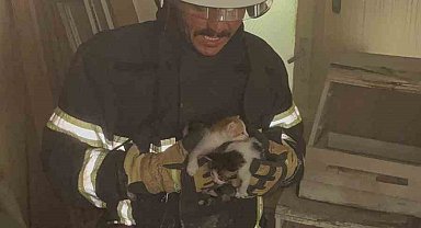 Alevlerin arasında mahsur kalan yavru kedileri miyavlamaları hayata tutundurdu