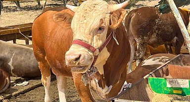 Aliağa'da kurbanlık kesim fiyatları belli oldu