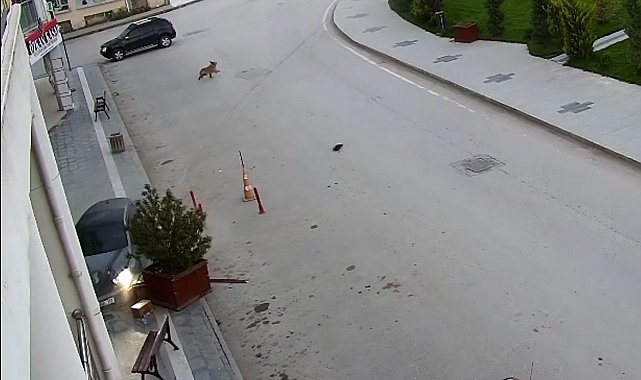 Alkollü sürücü önce kaldırıma sonra yolun karşısındaki iş yerinin saksılarına çarptı