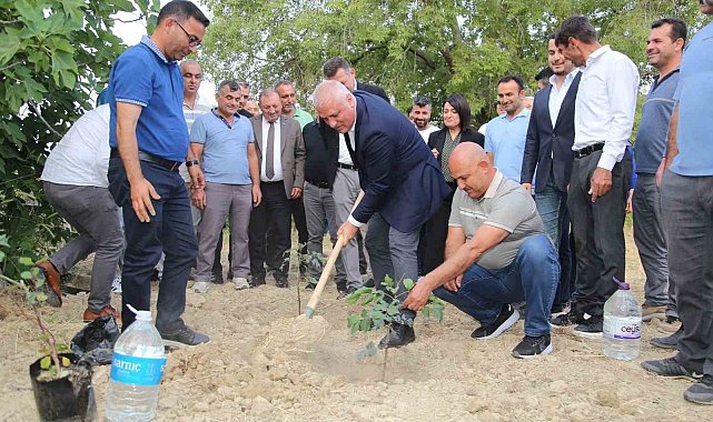 ALTSO keçiboynuzunun tescilini aldı, 3 bin fidan dağıttı