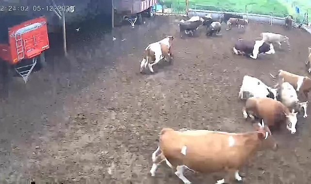 Amasya'da ineklerin depreme yakalandığı anlar kamerada