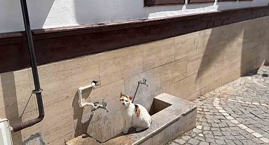 Amasya'da kediler susuzluktan cami çeşmelerinin önünde bekliyor