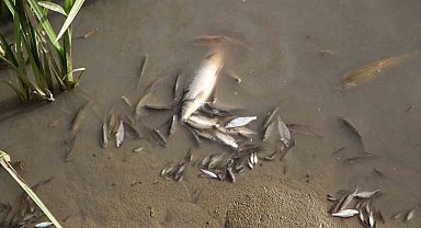 Amasya'da Yeşilırmak Nehri'nde balık ölümleri yaşandı