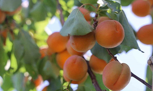 Amik Ovası'nda bereketli kayısı hasadı başladı