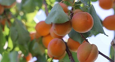 Amik Ovası'nda bereketli kayısı hasadı başladı