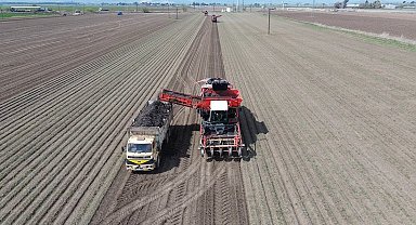 Amik Ovası'nda bereketli siyah havuç hasadı