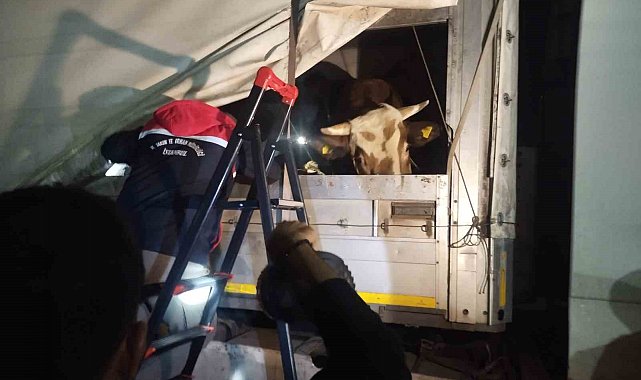 Anadolu'dan gelen kurbanlıklar İstanbul'a giriş yapmaya başladı