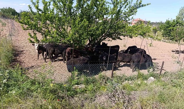 Angus yüklü tır devrildi, 1 kişi yaralandı