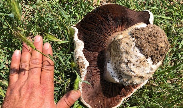 Ankara'da 1 kiloluk mantar görenleri hayrete düşürdü