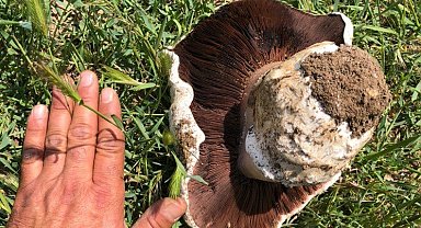 Ankara'da 1 kiloluk mantar görenleri hayrete düşürdü