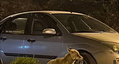 Ankara'da aç kalan tilki şehre indi