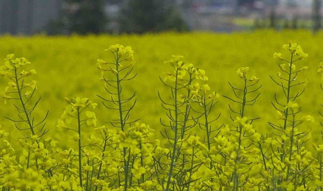 Ankara'da çiçek açan kanola tarlaları sarıya boyadı