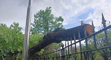 Ankara'da fırtına ağaçları devirdi