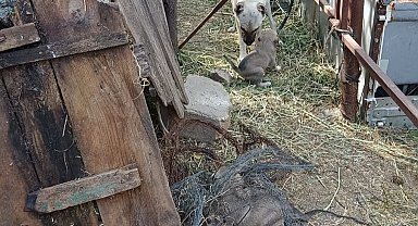 Anne köpeğin kuyuya düşen yavrularına kavuşması yürekleri ısıttı