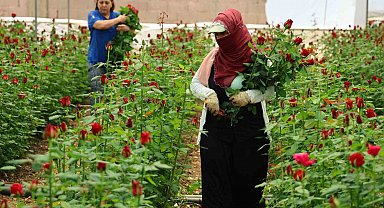 Anneler Günü öncesi gülde dikkat çeken fiyat marjı: Bahçede 5, çiçek sitelerinde 80-100 TL
