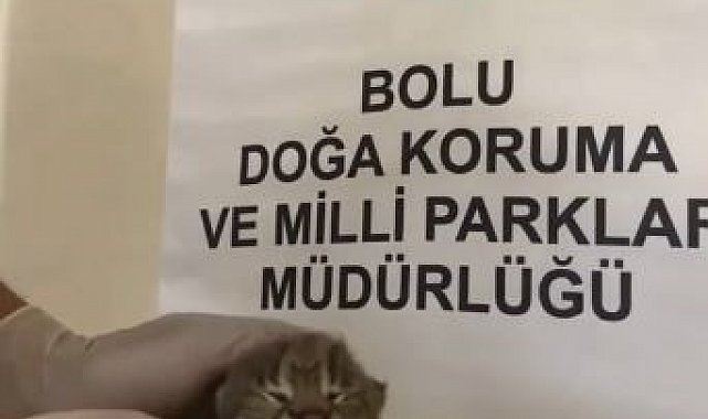 Annesini kaybeden yavru vaşak, korumaya alındı