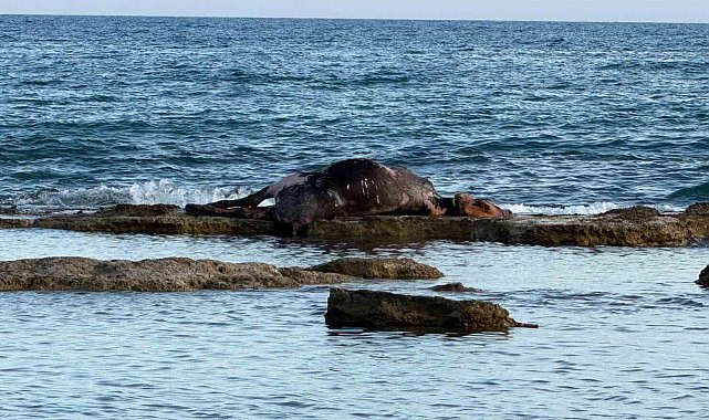 Antalya'da denizin ortasında inek leşi görenler gözlerine inanamadı