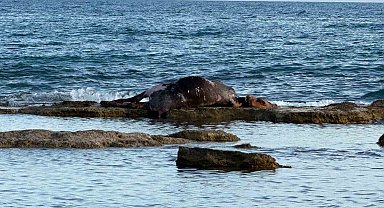 Antalya'da denizin ortasında inek leşi görenler gözlerine inanamadı