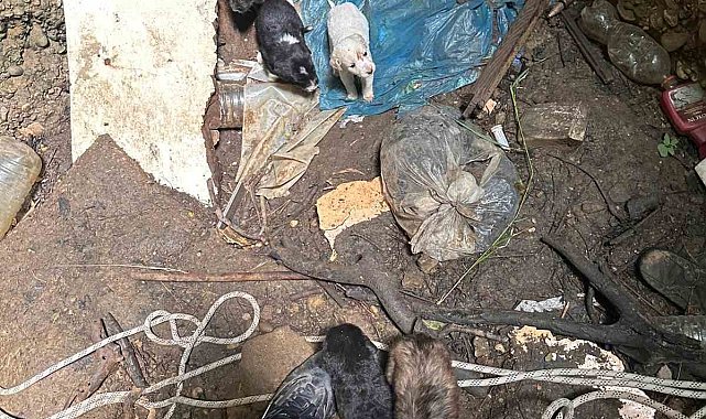 Antalya'da kuyuya düşen 7 yavru köpeği itfaiye kurtardı