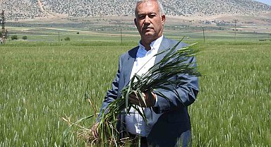 Araban buğdayı çiftçinin yüzünü güldürüyor