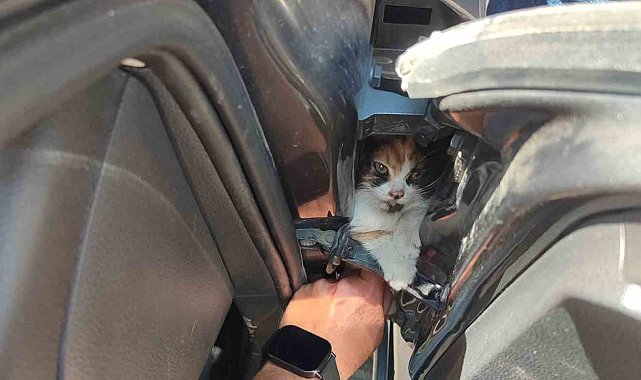 Aracın kapısına sıkışan kediyi itfaiye kurtardı