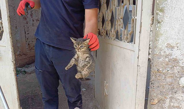 Aracın motoruna sıkışan yavru kedi kurtarıldı