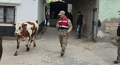 Arazide kaybolan hayvanları jandarma buldu