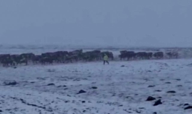 Ardahan'da aniden bastıran kar çobanlara zor anlar yaşattı