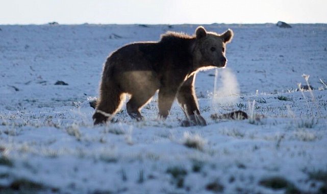Ardahan'da boz ayı böyle görüntülendi