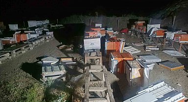 Arı kovanları cayır cayır yandı