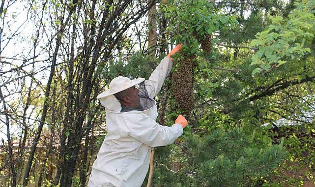 Arılar oğul veriyor