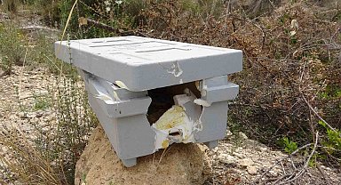 Arılara taşlı saldırı: Güvenlik kamerası o anları kaydetti