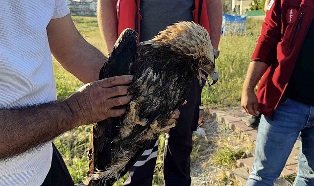 Arnavutköy'de çayırlık alanda yaralı kartal bulundu