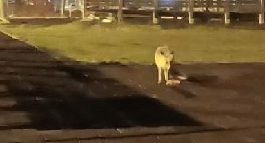 Artvin şehir merkezindeki çocuk parkında tilki sürprizi