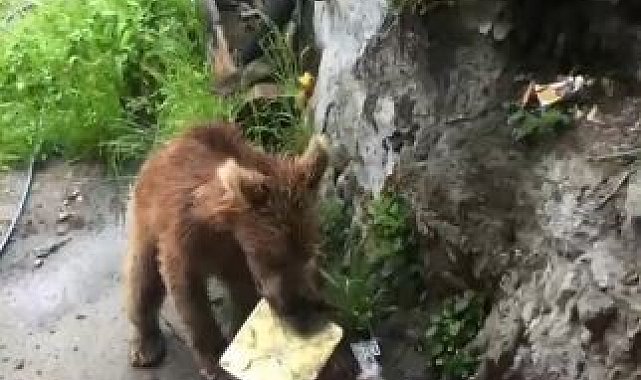 Artvin'de ayı paniği