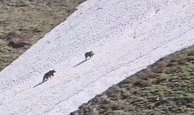 Artvin'de iki boz ayının kar üzerindeki eğlencesi görenleri gülümsetti