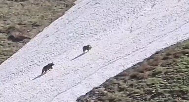 Artvin'de iki boz ayının kar üzerindeki eğlencesi görenleri gülümsetti