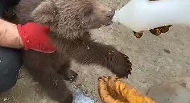 Artvin'de köylüler tarafından bulunan yavru ayı ekiplere teslim edildi