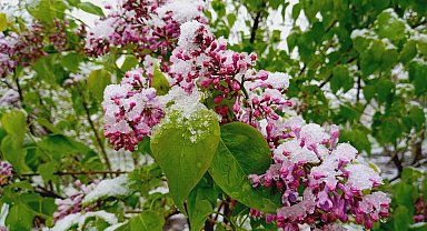 Artvin´de Mayıs ayında kar sürprizi