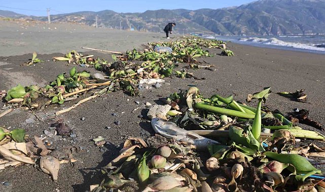 Aşırı yağışla birlikte denize sürüklenen binlerce tatlı su balığı, tuzlu suda telef oldu