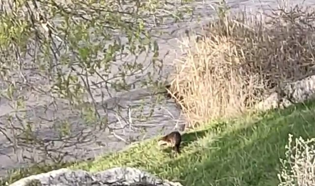 Aşkale'de su samuru görüntülendi