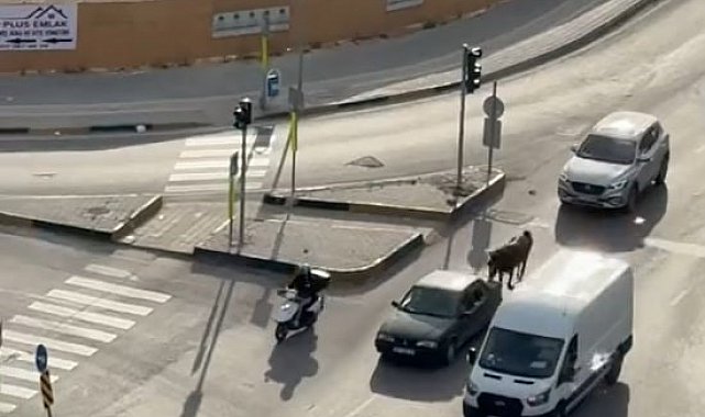 Atı otomobile bağlayarak götüren şahsa bin 986 TL ceza