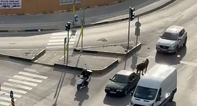 Atı otomobile bağlayarak götüren şahsa bin 986 TL ceza