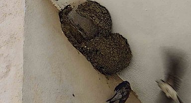 Ayağı takılarak askıda kalan kırlangıcın imdadına itfaiye yetişti