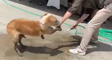 Ayakları betona bulanan köpeğe esnaftan yardım eli