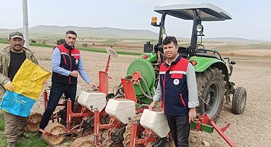 Ayçiçeği ekimlerini yerinde takip ediliyor